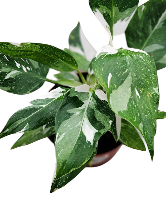 White Princess Philodendron