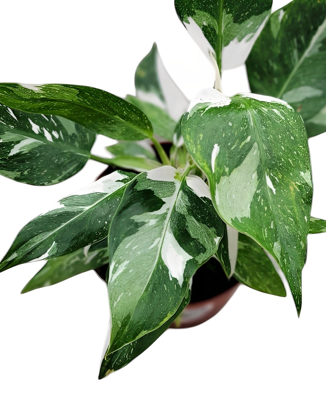 philodendron cinderella White Princess Philodendron Plant - 6 Inch Pot