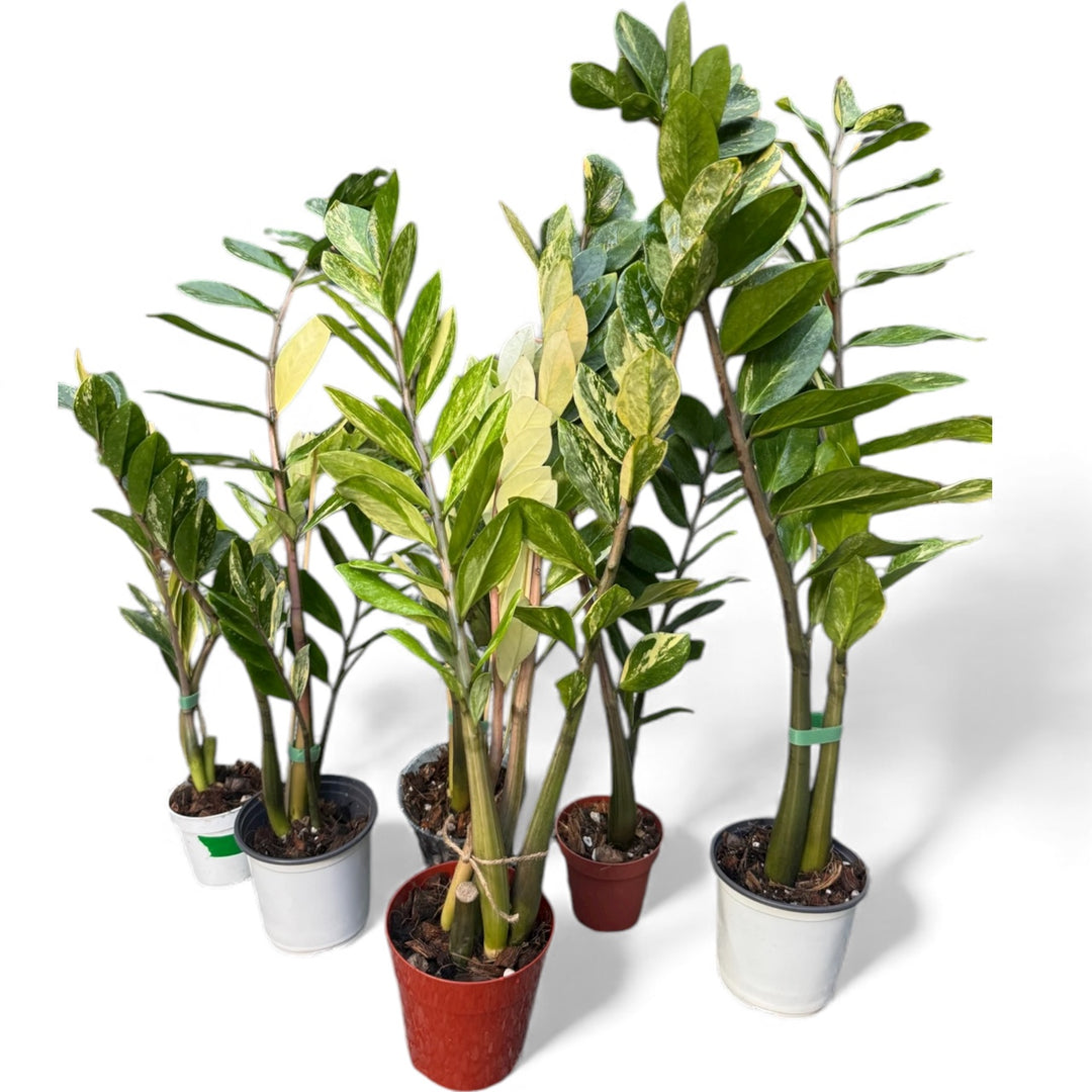 variegated zz plants Variegated ZZ – Plant Vault