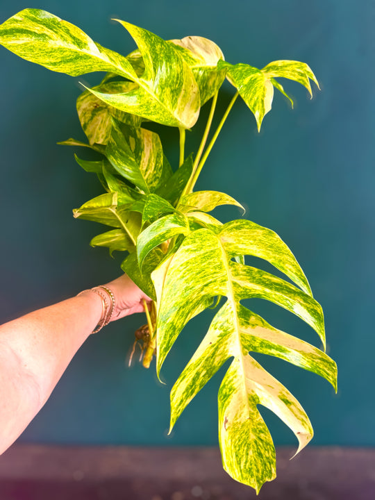 Epiprenmnum Golden Flame for sale at Plant Vault