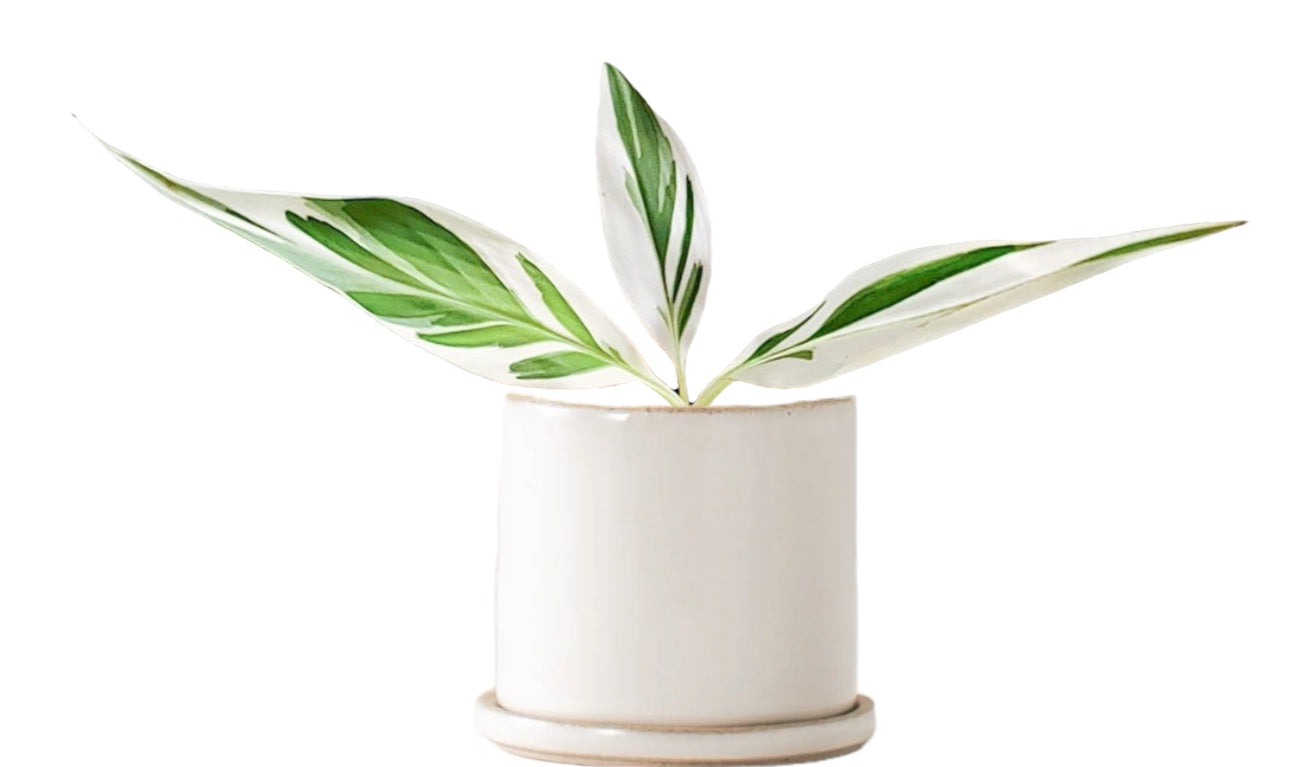 Musa Florida (Rare Variegated Banana Tree) – Plant Vault