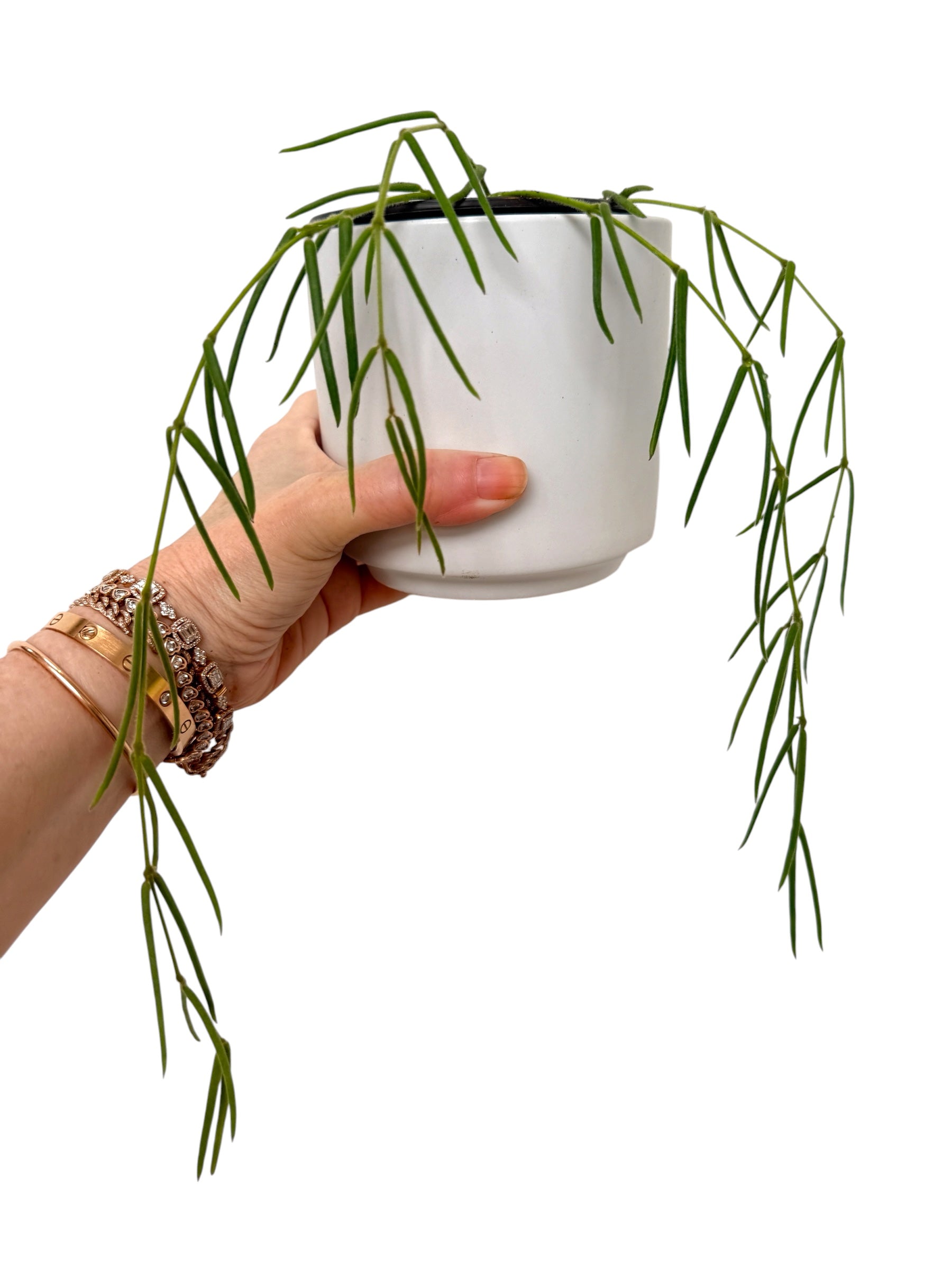 Plant Vault Hoya Linearis - Thumbnail 4