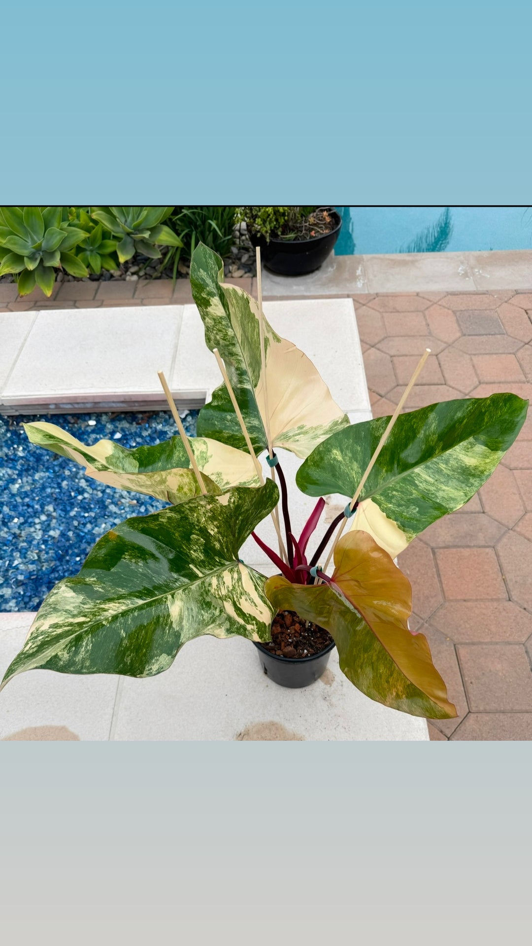 strawberry shake philodendron price philippines Philodendron Strawberry Shake – Plant Vault