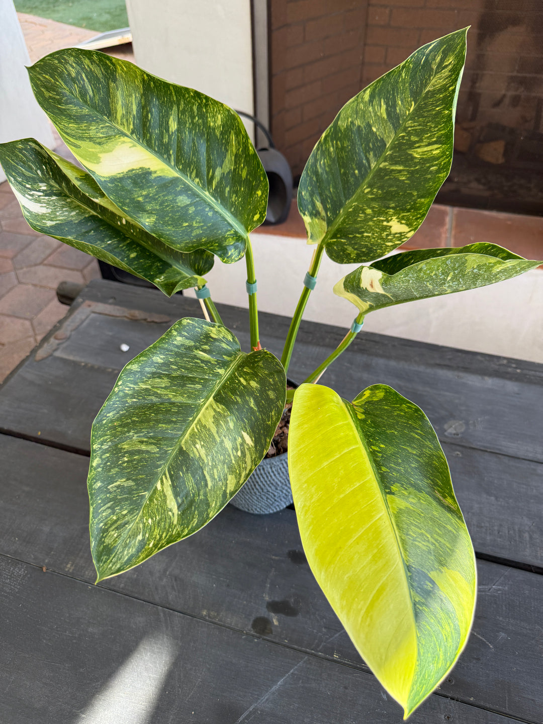 philodendron congo plant Variegated Green Congo Nuclear Philodendron