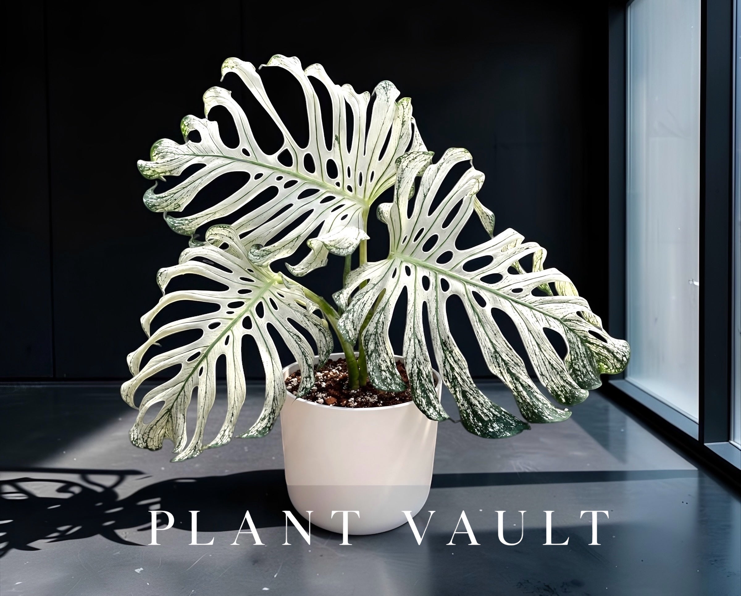 Monstera Devil Monster grade a high variegation