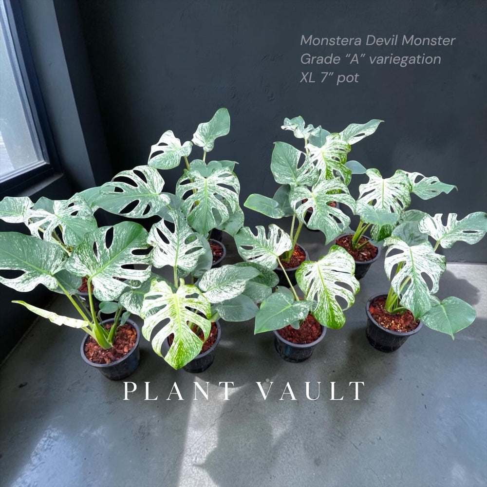 Monstera Devil Monster for sale