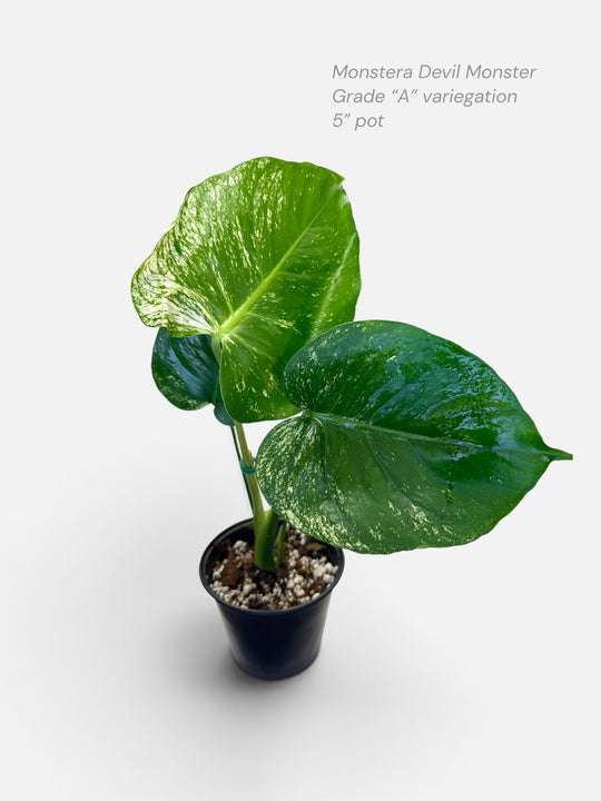 Monstera Devil Monster - highly variegated