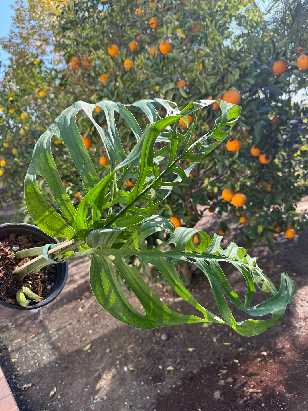 monstera esqueleto for sale Monstera Esqueleto