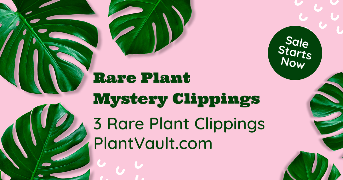 Rare Clipping Mystery Box for sale at Plant Vault