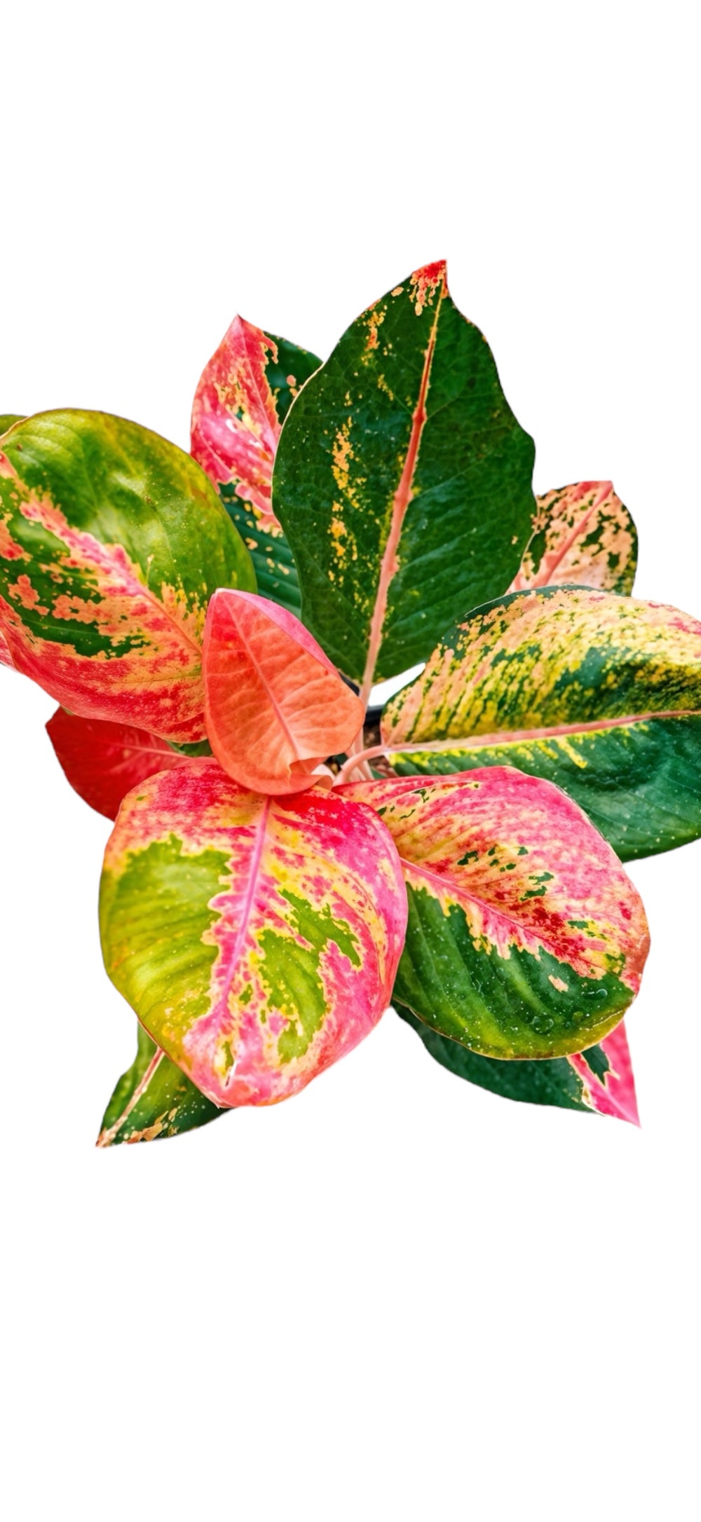 Aglaonema Hello Kitty for sale