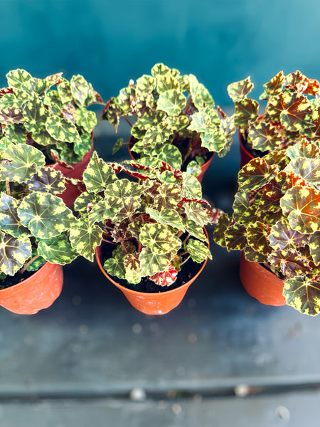 tiger house plant Begonia Tiger