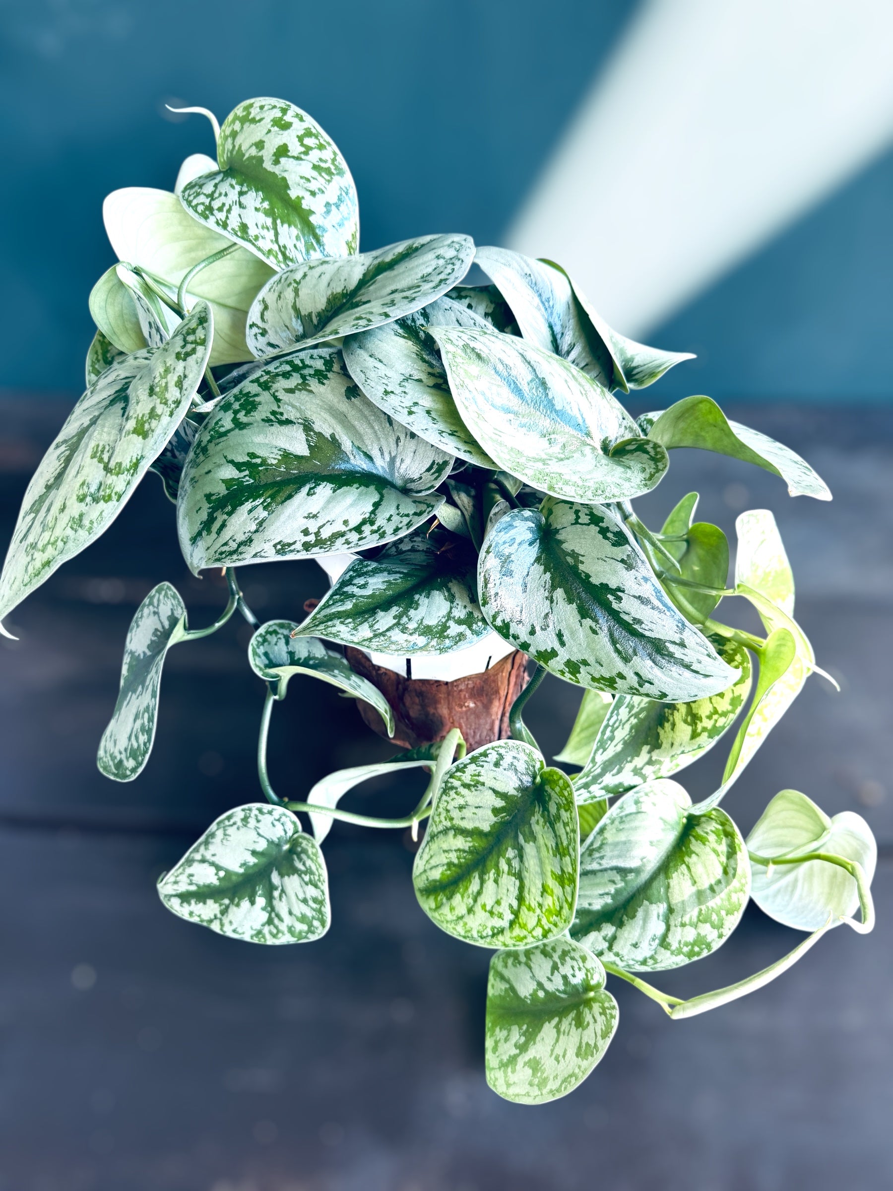 Scindapsis Exotica (long trailing) for sale at Plant Vault