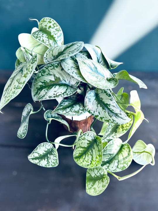 Scindapsis Exotica (long trailing) for sale at Plant Vault