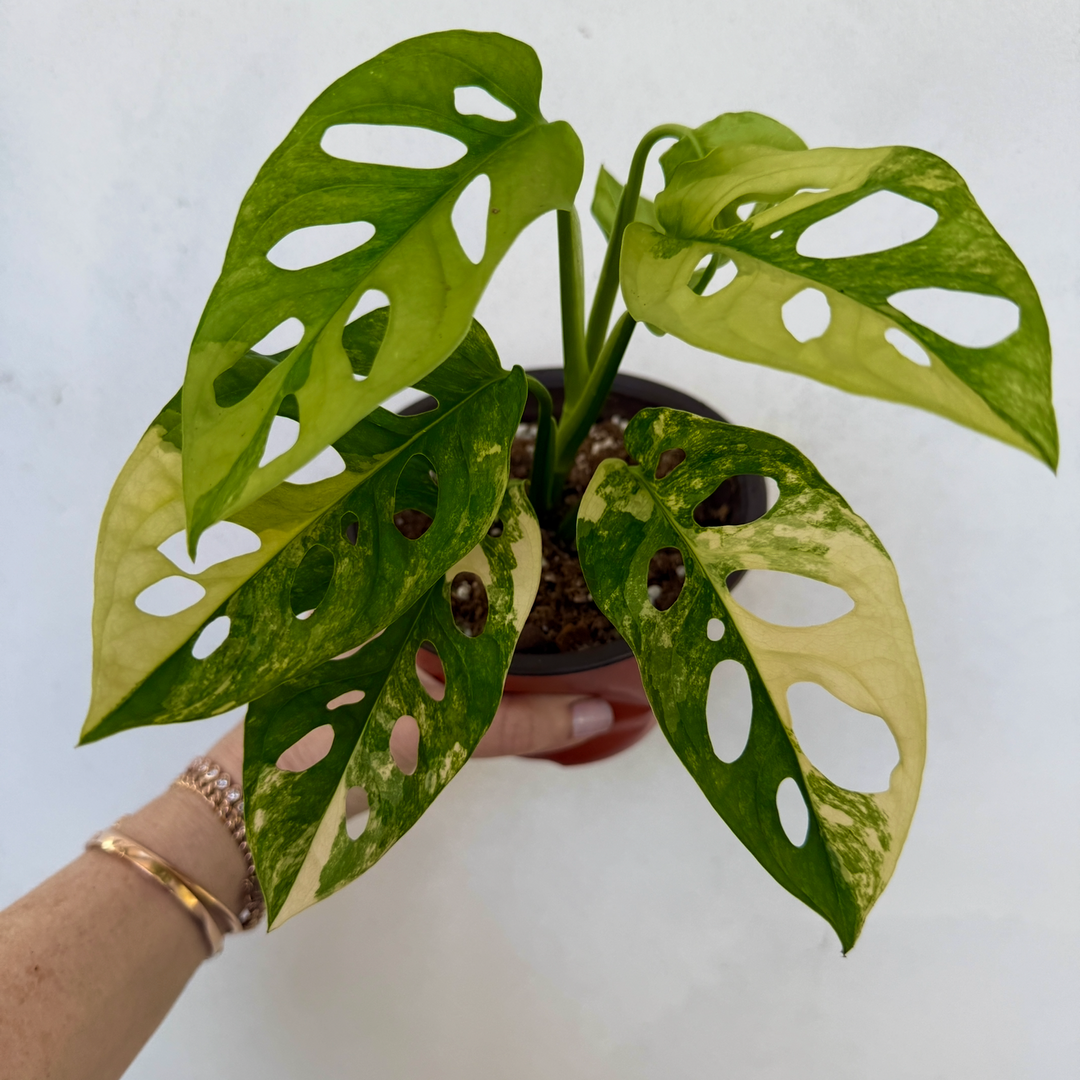 monstera adansonii cutting for sale Monstera Adansonii Aurea – Plant Vault