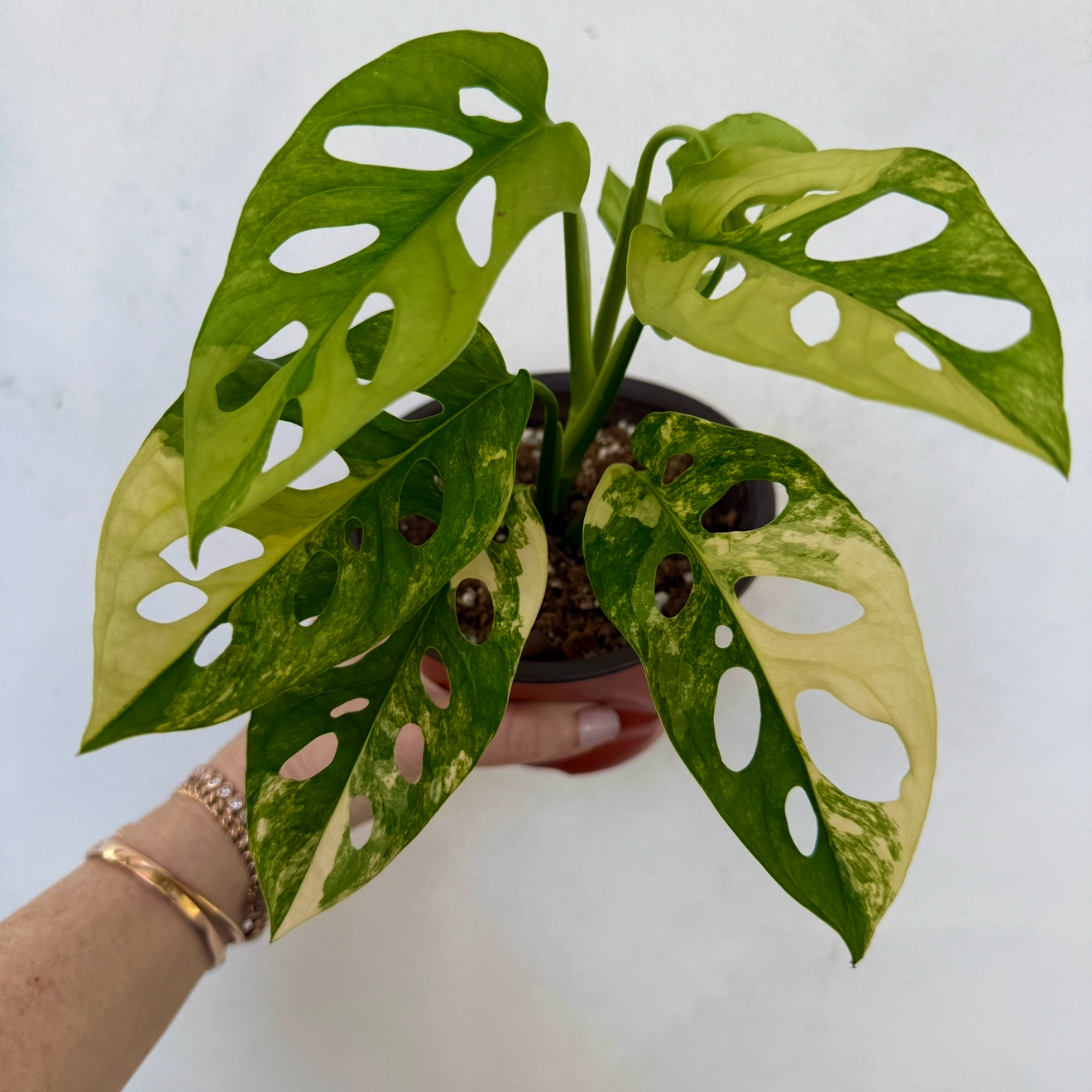 monstera adansonii aurea care Monstera Adansonii Aurea – Plant Vault
