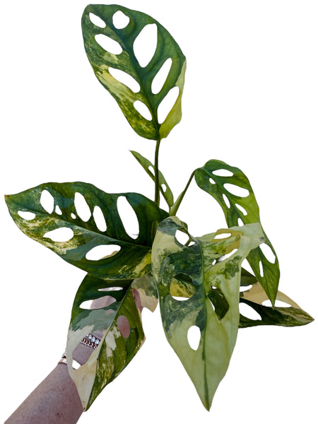monstera aurea adansonii Monstera Adansonii Aurea – Plant Vault