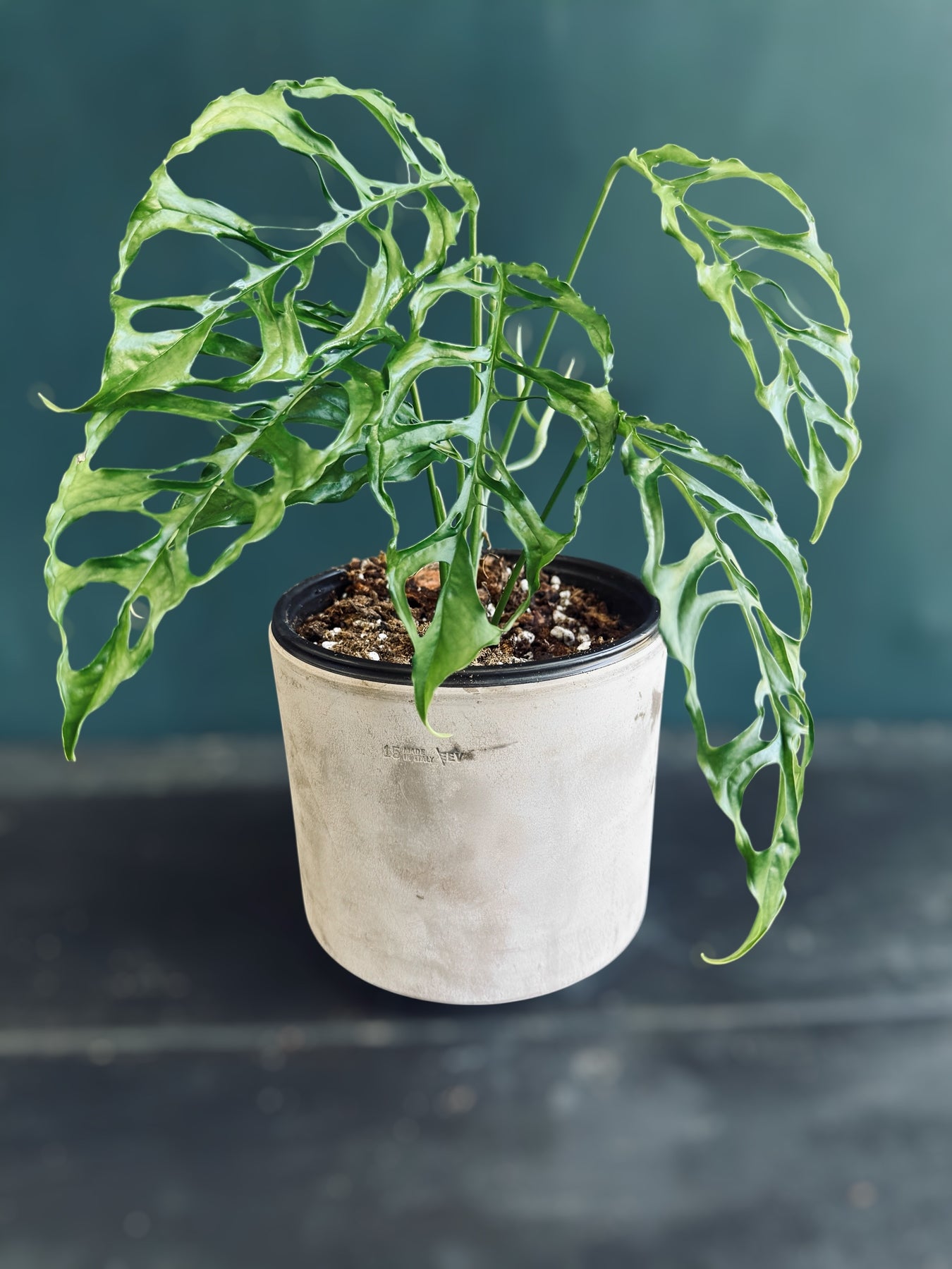 monstera obliqua Monstera Obliqua