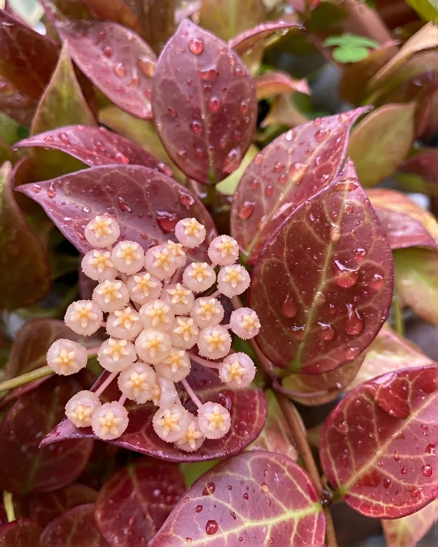 Rare Hoya Sunrise Plant Vault 