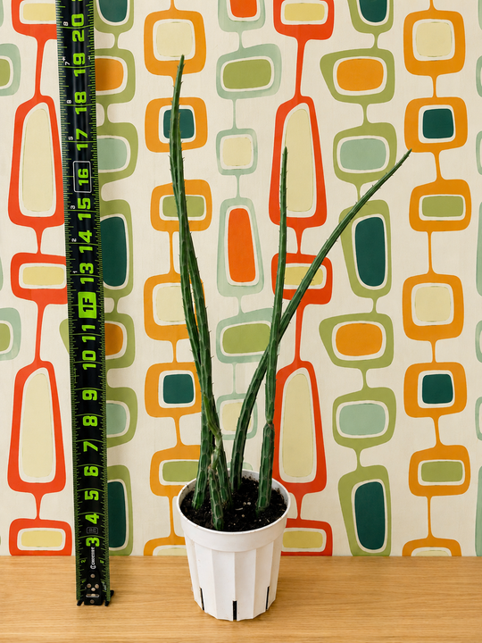 Pickle Cactus for sale at Plant Vault 
