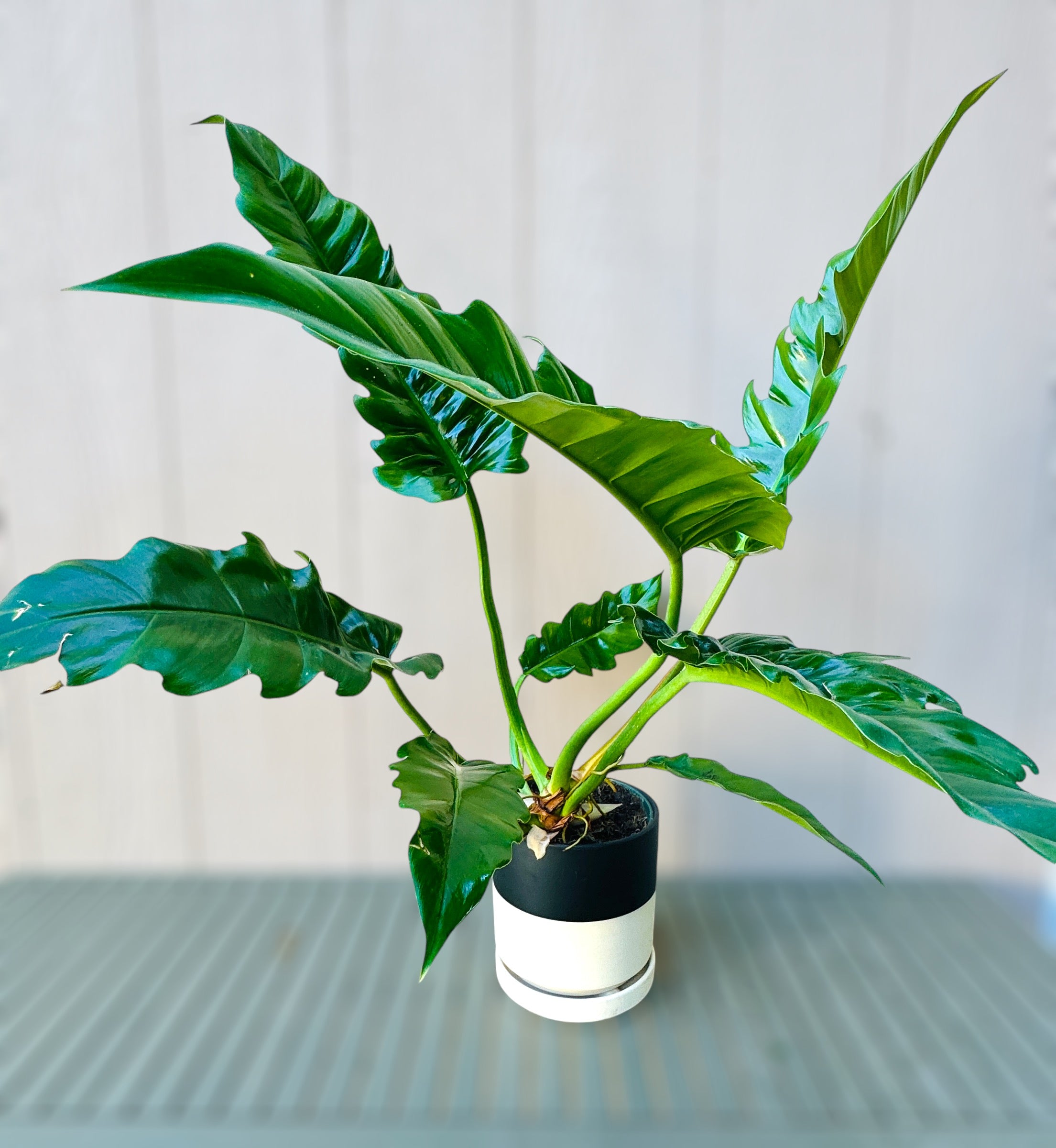 Philodendron Jungle Boogie for sale at Plant Vault