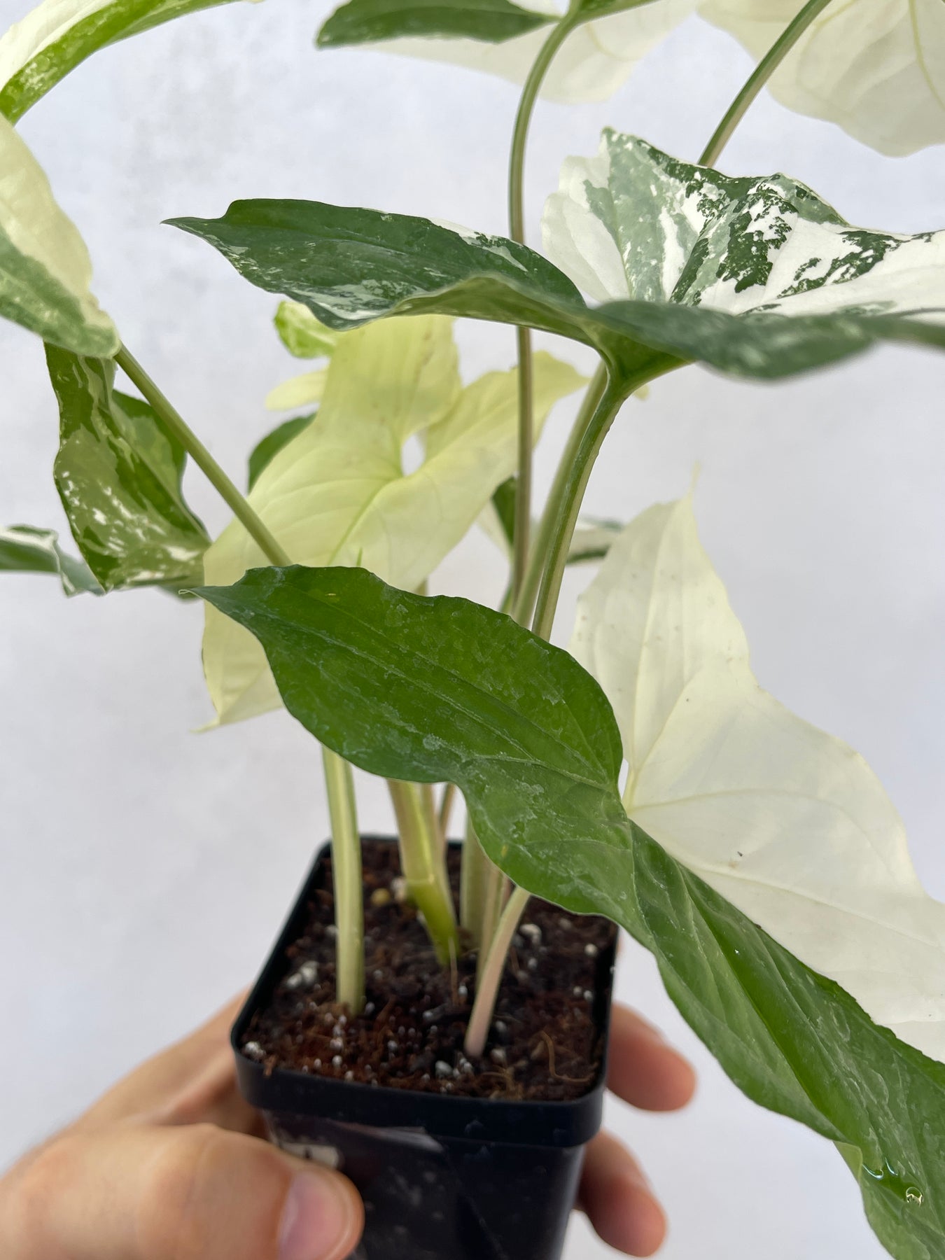 White Variegated Syngonium Albo Variegata PlantVault white-variegated-syngonium-albo-variegata-plantvault