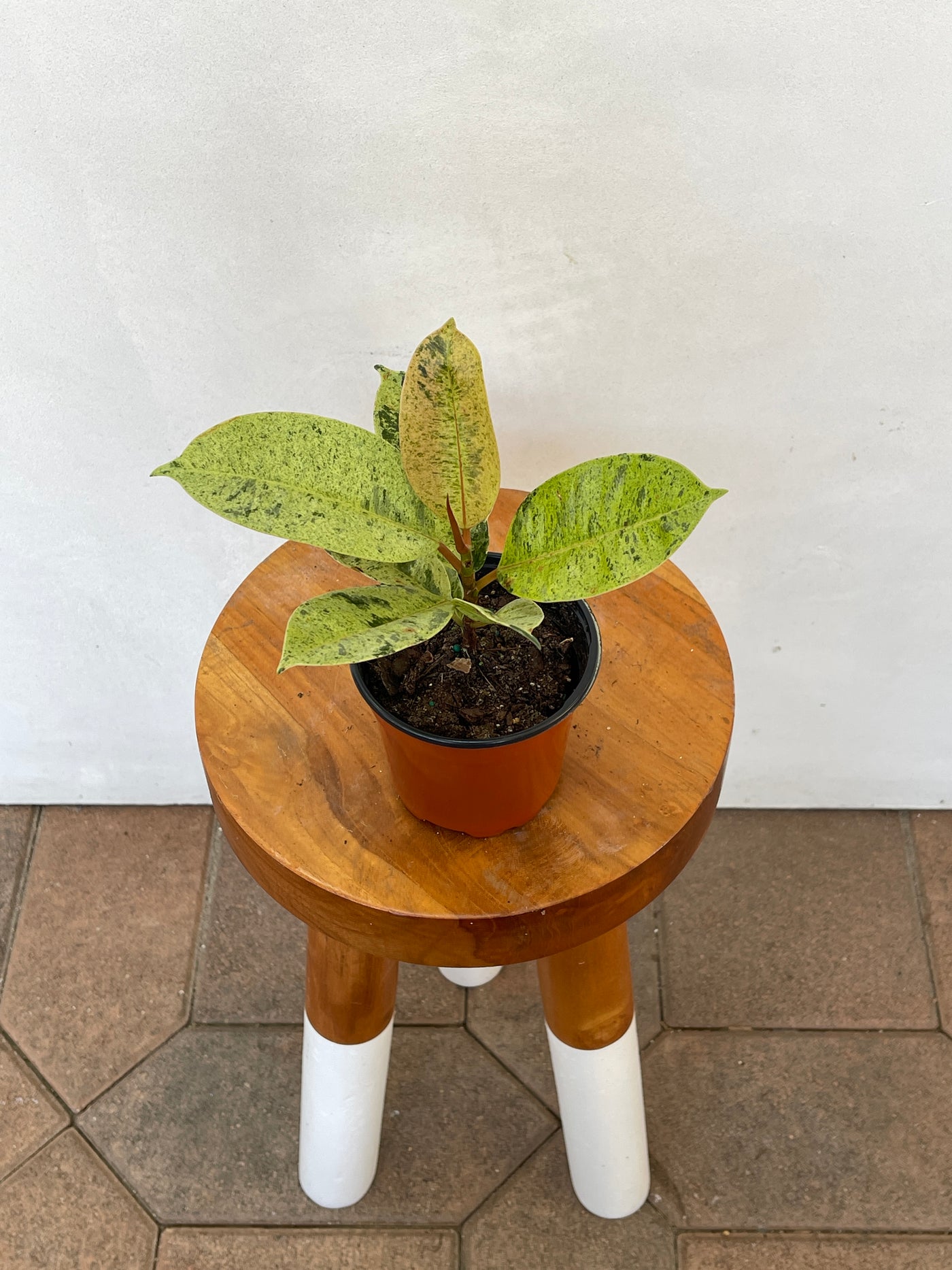 Ficus 'Moonshine' Elastica Shivereana - 4 inch pot