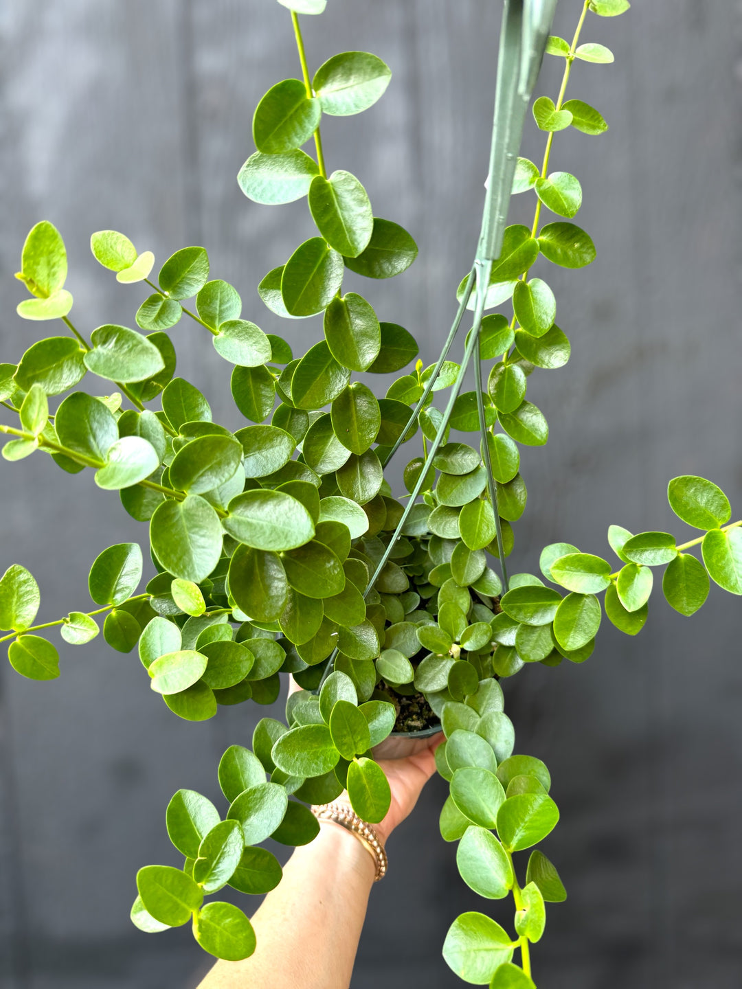 Hoya Cumingiana for sale at Plant Vault