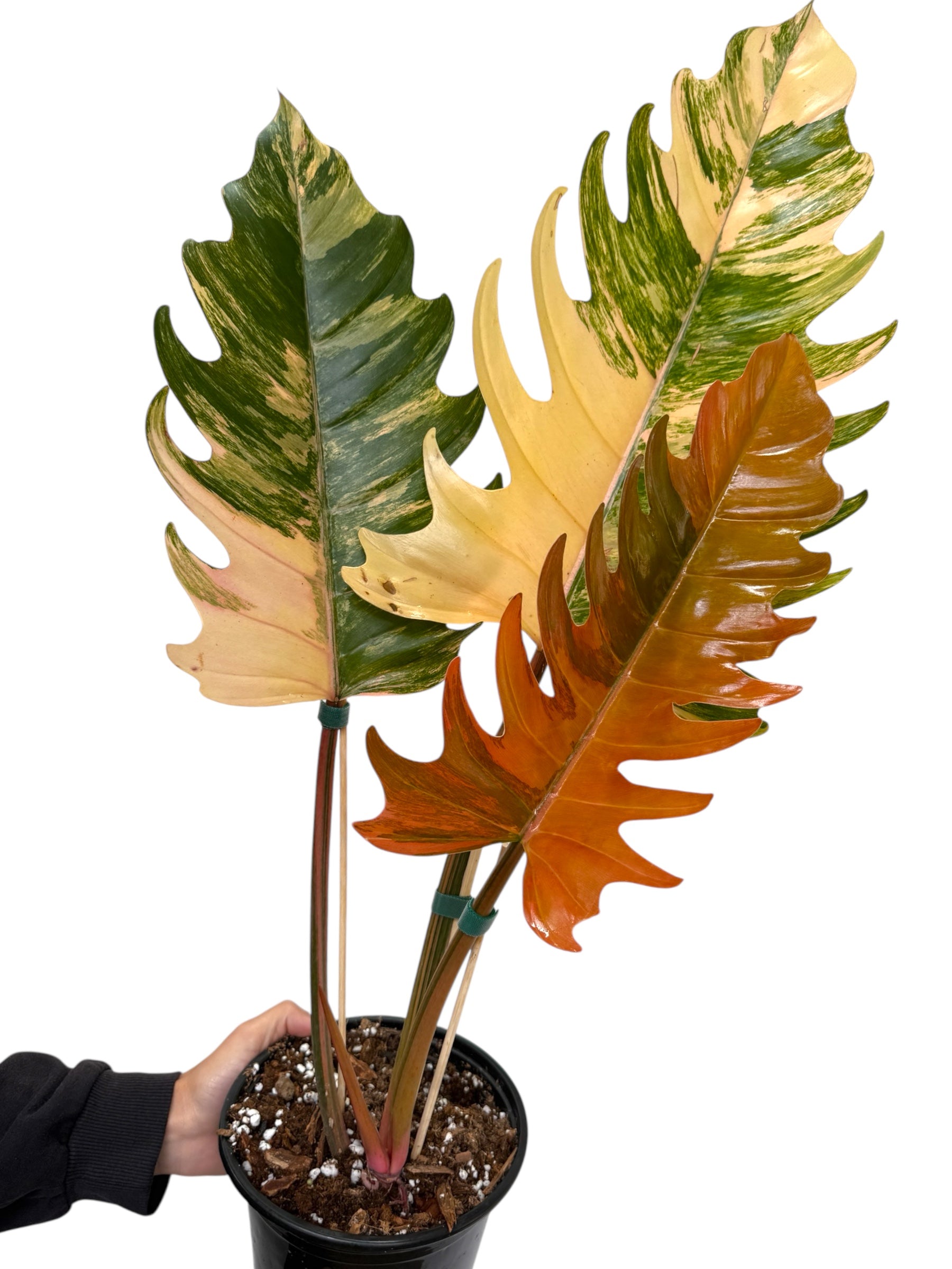 その他観葉植物 Philodendron Caramel Marble Variegata Caramel Marble Philodendron - Plant Vault