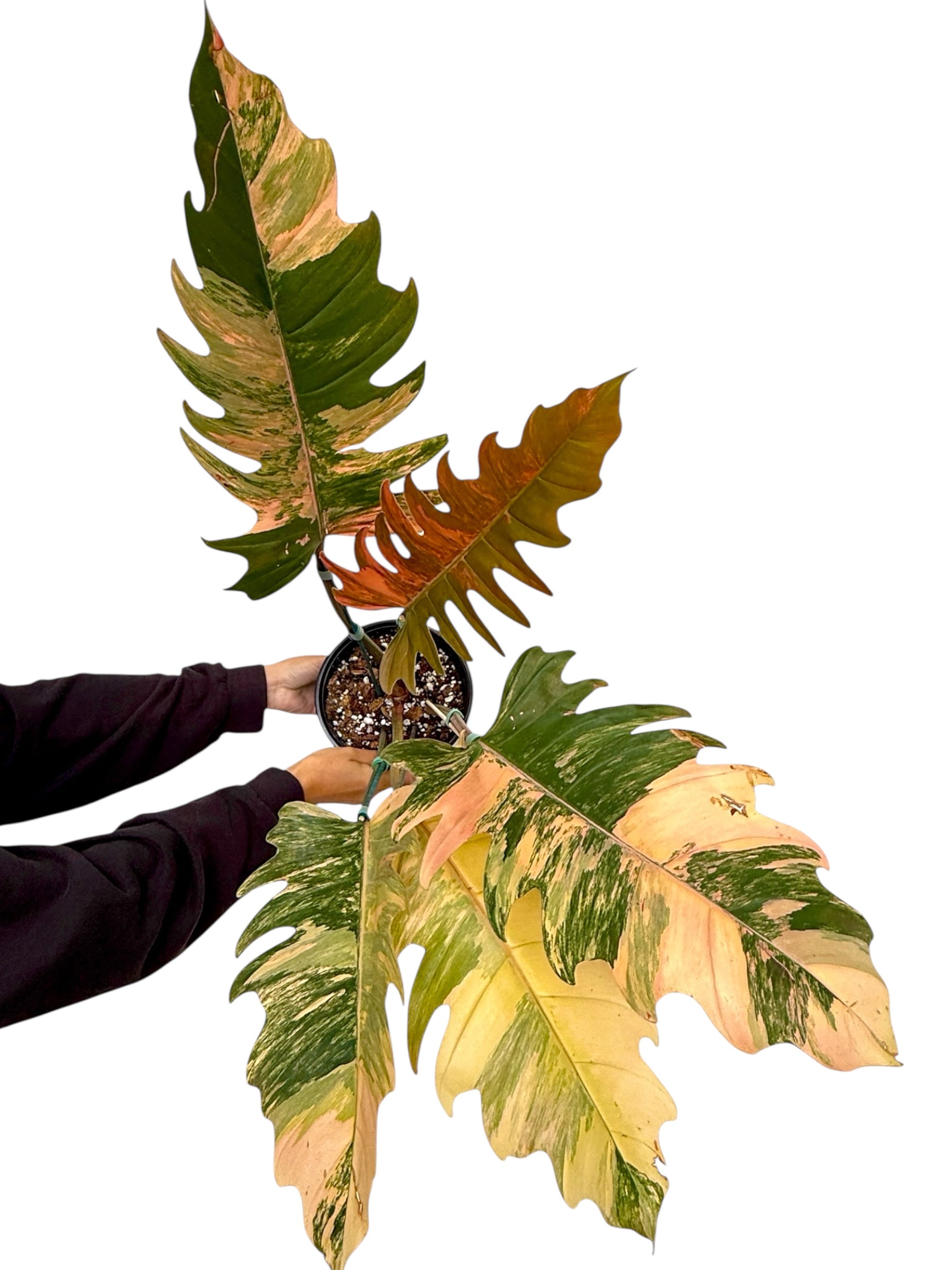 Carmel Marble Philodendron for sale at Plant Vault 