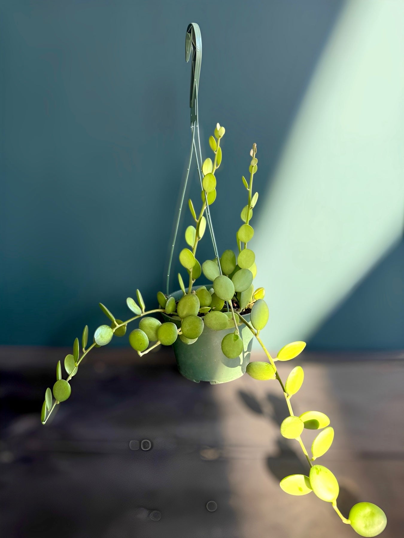 silver dollar hanging plant String of Coins 'Silver Dollar' Plant – Plant Vault
