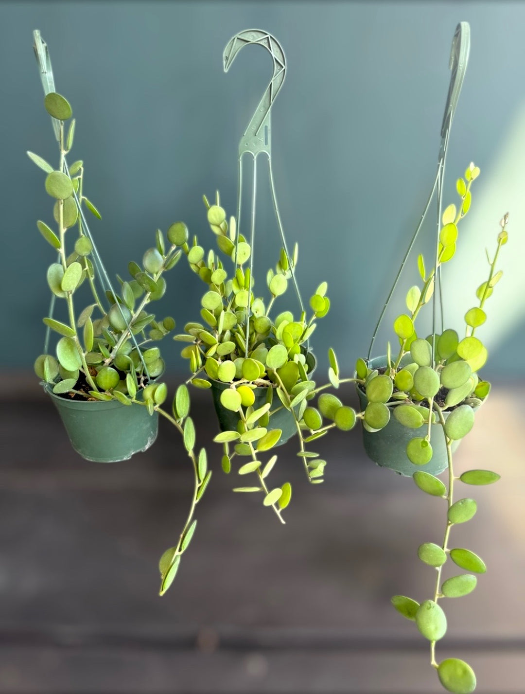 coin succulent String of Coins 'Silver Dollar' Plant – Plant Vault