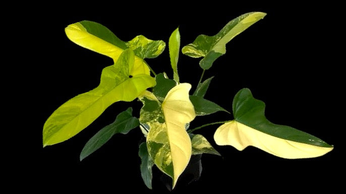 Variegated Golden Violin Philodendron
