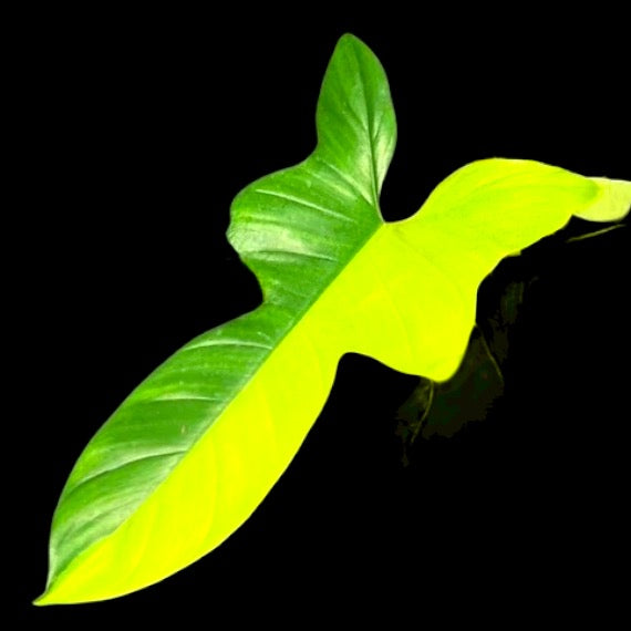 philodendron bipennifolium gold violin Variegated Golden Violin Philodendron – Plant Vault