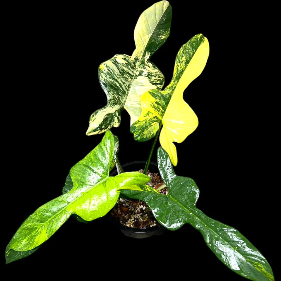 Plant Vault Philodendron - Thumbnail 4