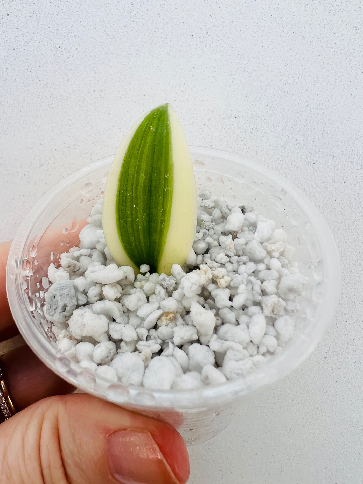 Variegated Vanilla Orchid Rooted Cutting