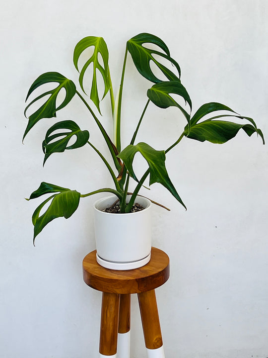 Large Burle Marx Flame Monstera for sale at Plant Vault
