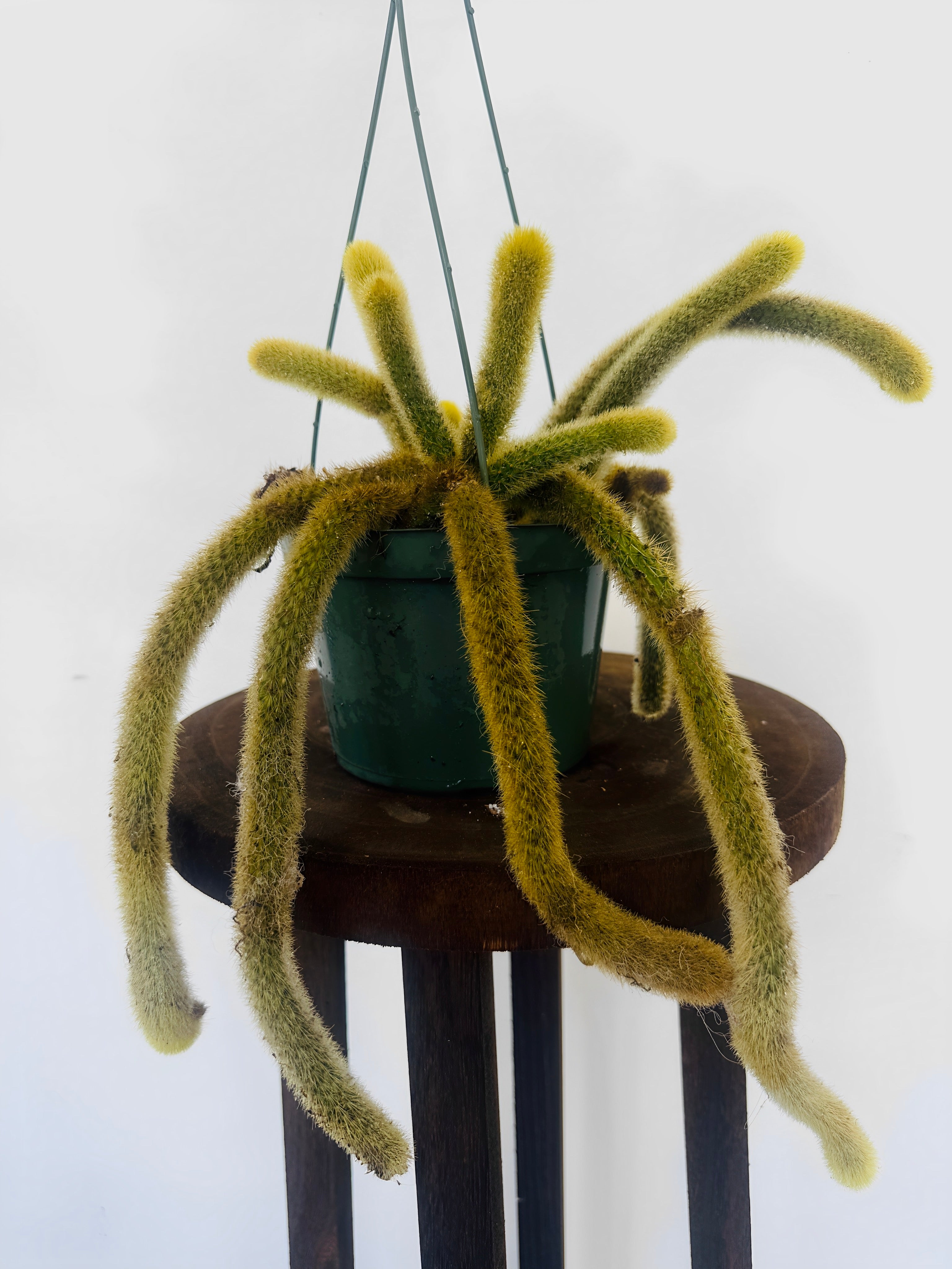 Cactus Flagelliformis "Golden Rat Tail" for sale at Plant Vault