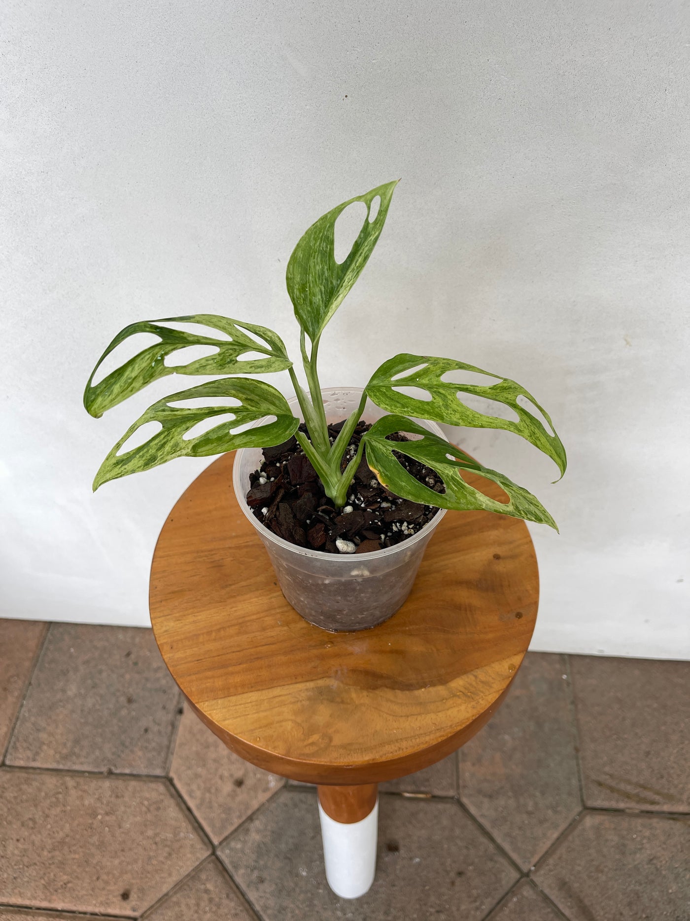 Monstera Adansonii Mint - high variegation - for sale - plant vault