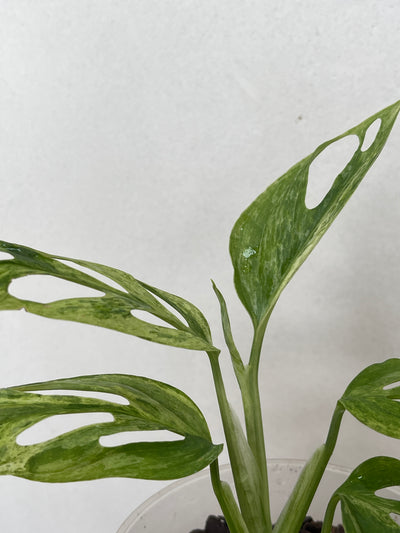 New leaf on Monstera Adansonii Mint Houseplant for sale - plant vault
