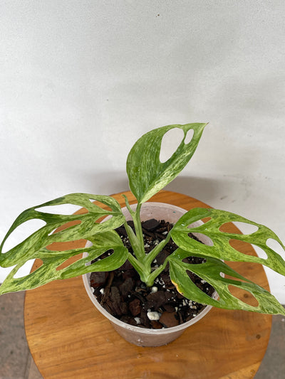 Marbled Monstera Adansonii Mint Houseplant for sale - plant vault
