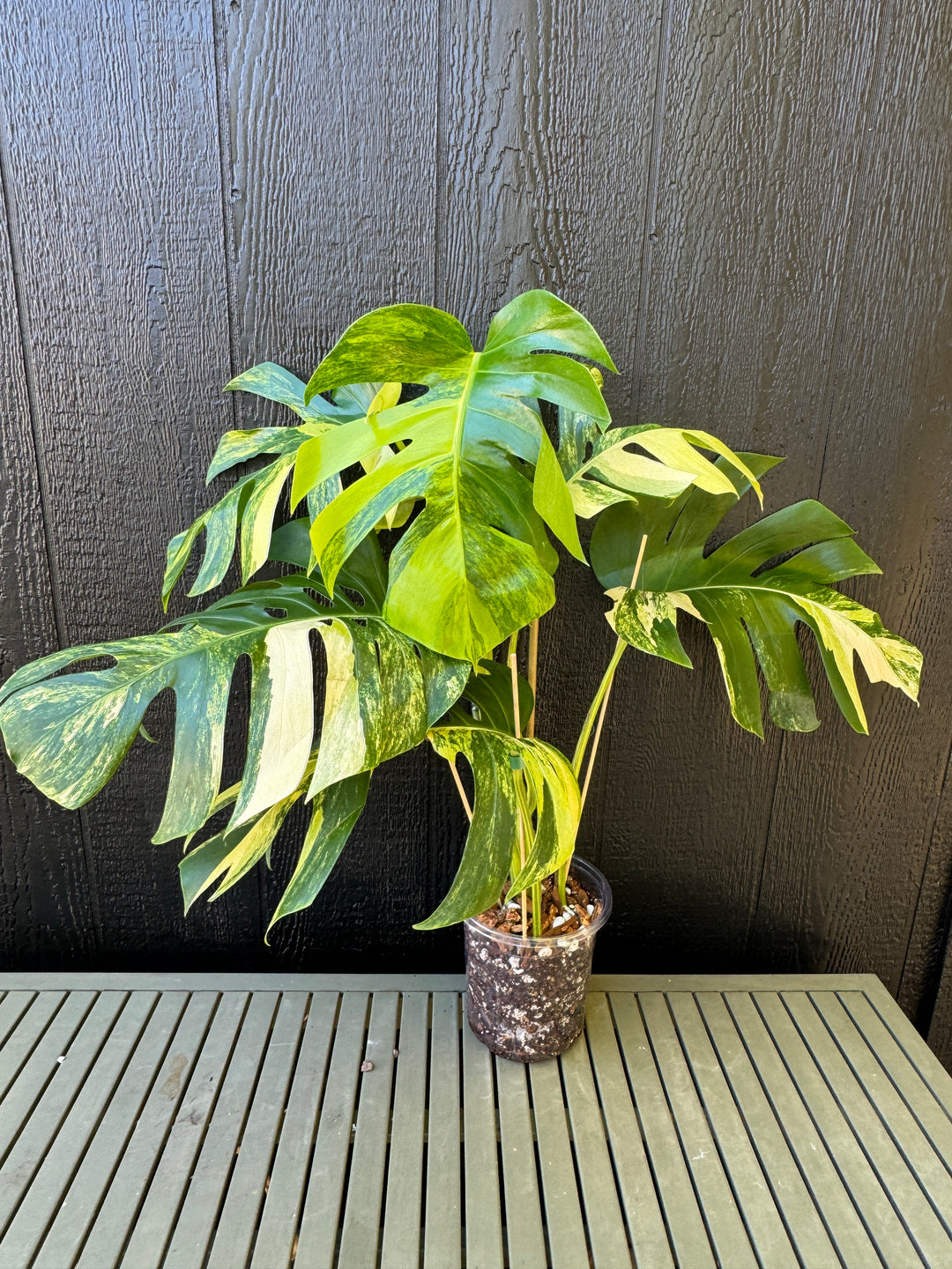 monstera aurea for sale Monstera Aurea Variegated – Plant Vault