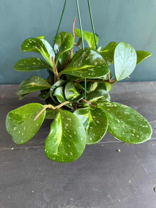 Hoya Obovata Splash for sale