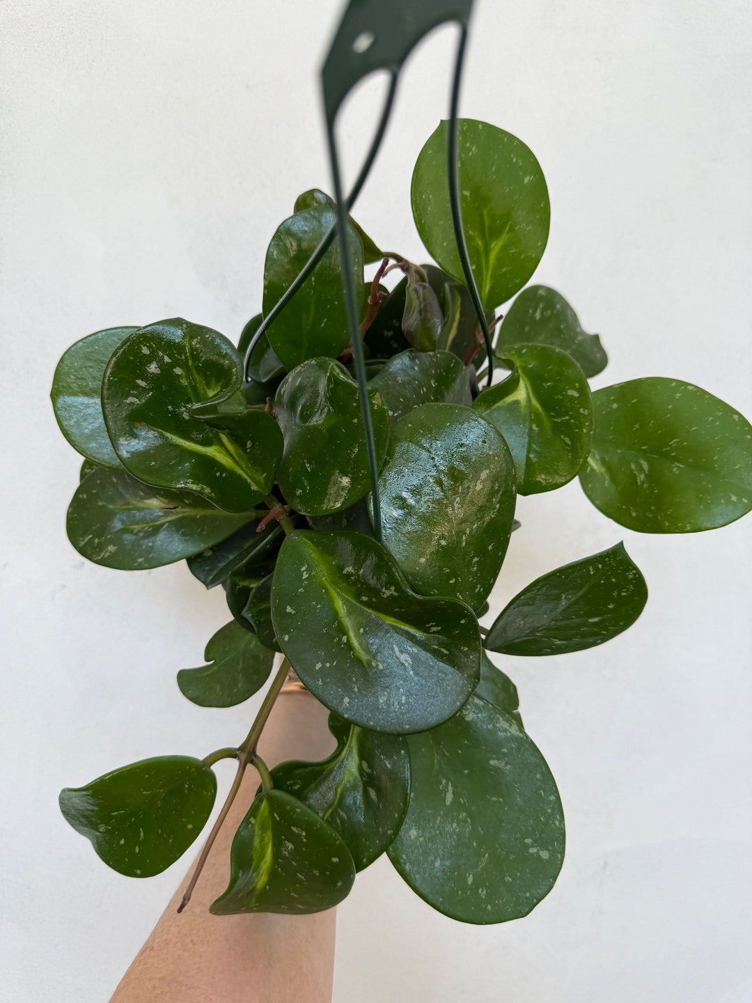 Hoya Obovata Splash for sale