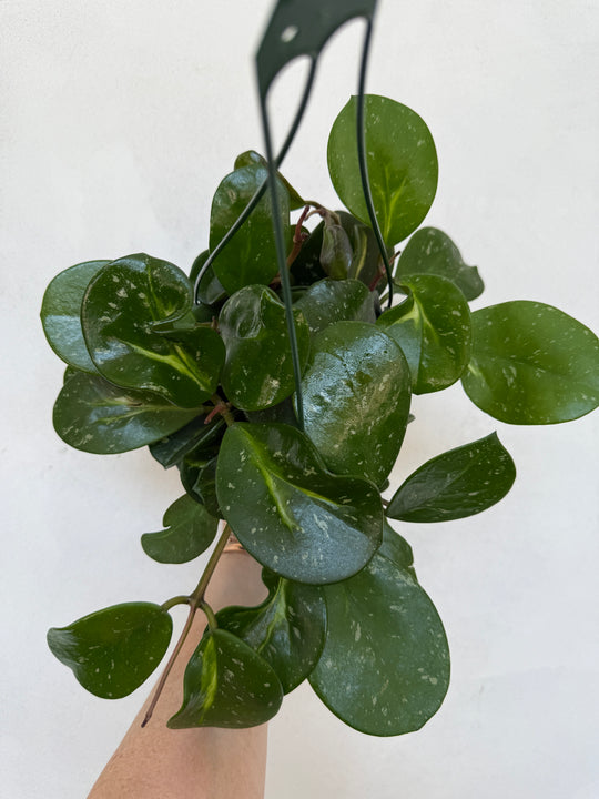 Hoya Obovata Splash for sale