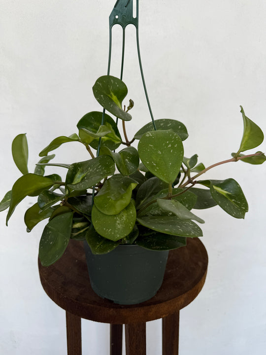 Hoya Obovata Splash for sale at Plant Vault