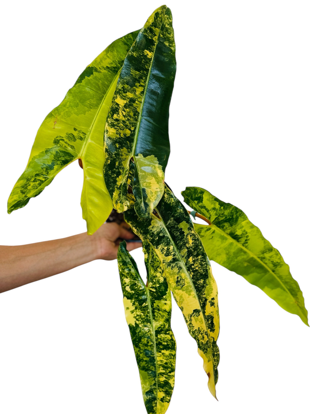 Rare philodendron variegated Billietaie 