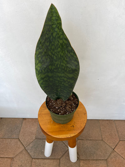 Big Whale Fin Snake Plant (Sansevieria Masoniana) for sale - Plant Vault