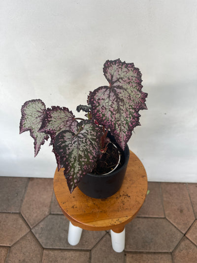 Rare tropical houseplant Begonia Rex 'Jurassic Dino Polka Dot' for sale