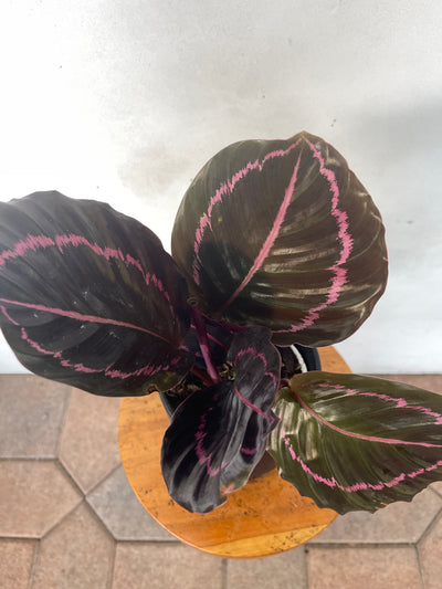 Calathea Dottie (Roseopicta) - Goth Plant - For sale