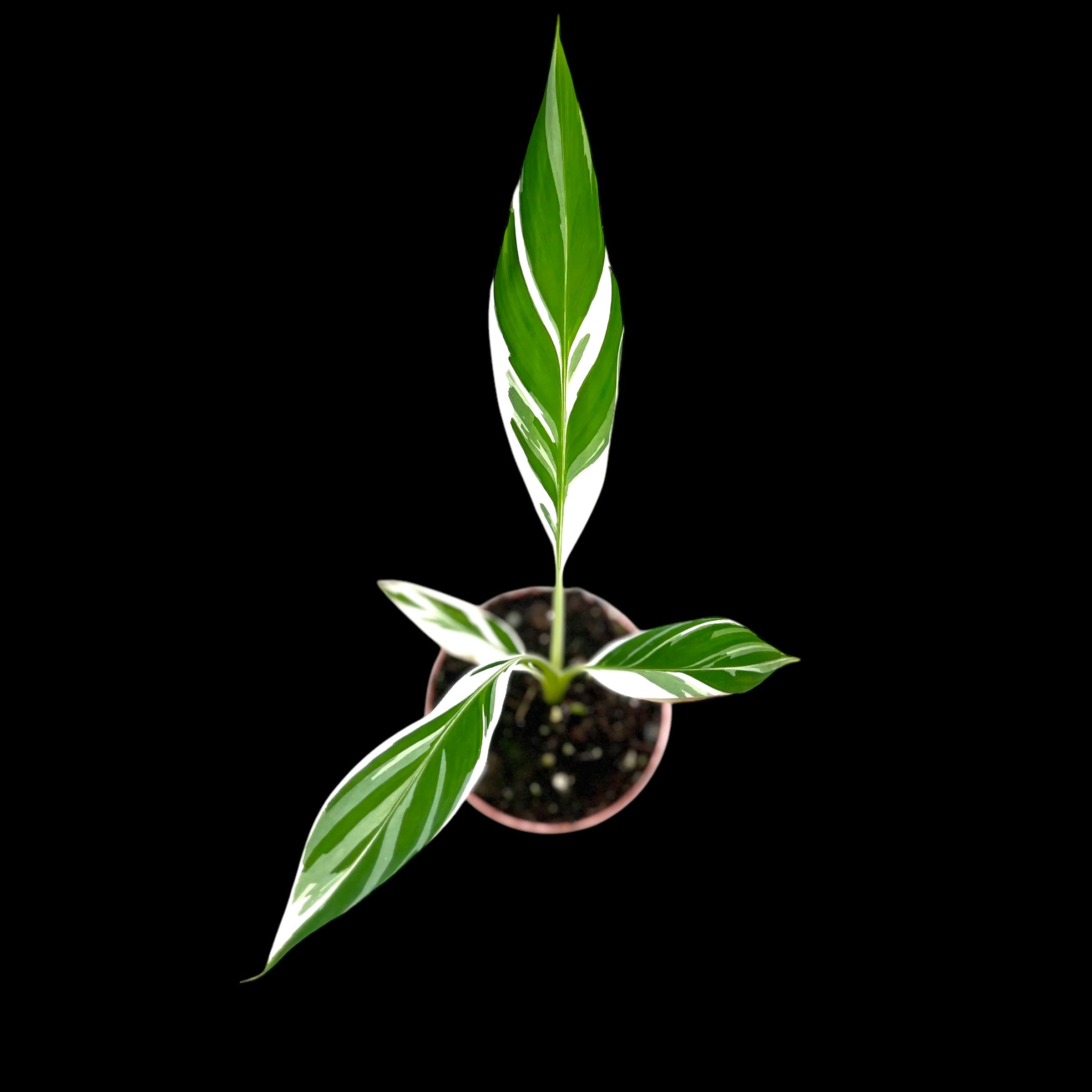 Musa Florida (Rare Variegated Banana Tree) – Plant Vault